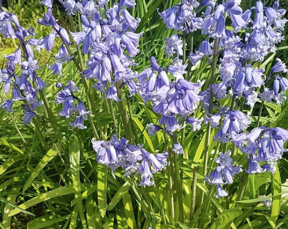 Esta es la hermosa Campana Azul, una flor silvestre extinta en Reino Unido. Foto: Instagram