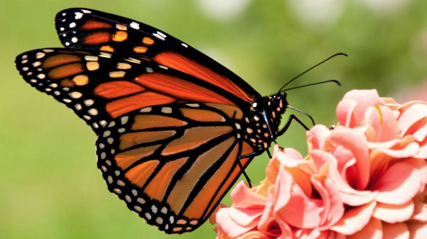 Resultado de imagen para imAGENES DE MARIPOSA